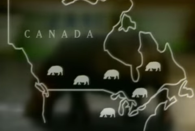 Still from the House Hippo - some great Canadian content